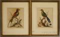 George Edwards English 16941773 Lot of Two Ornithological Prints The Guira Guainumbi of Marcqraue