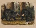 Audubon John Woodhouse 18121862