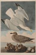 Audubon John James 17851851