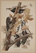 Audubon John James 17851851