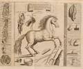 Equestrian Solleysell Jacques Sieur de 16171680