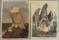 Two Unframed Carroll Tyson Giclee on Paper Ornithological Studies
