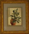 Nancy Christine Jones Love American 18871974 Plant Study