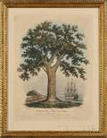 IW Laird publisher London c 1830 Genealogical Tree of British Naval Victors