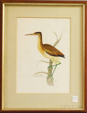 Jo Polseno America 19241991 Least Bittern