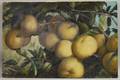 American School 19th20th Century Cluster of Yellow Apples on a Tree