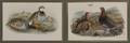 Two Framed Ornithological Prints HC Richter  J Wolf del et lith Caccabis Rubra