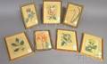 Seven Small Framed 19th Century Handcolored Botanical Prints