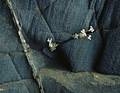 Eliot Porter American 19011990 White Flowers in Black Ash Cliff Breidhidalur