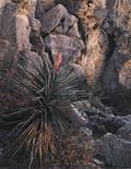 Four Photographs James Clinton Bones American b 1943 Narrow Leafed Yucca