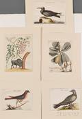 Mark Catesby English 16791749 Four Handcolored Ornithological Engravings