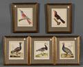 After Franoise Nicolas Martinet French 17251804 Five Ornithological Prints