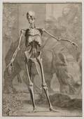 Jan Wandelaar Dutch 16901759 Musculorum Tabula IV