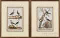 Continental School 18th Century Lot of Two Framed Ornithological Illustrations from Histoire Naturelle