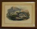 Five Framed Ornithological Prints