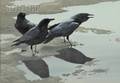 Robert Verity Clem American 19332010 Three Crows on the Sand
