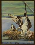 Candace Whittemore Lovely American 20th21st Century Ospreys at their Nest