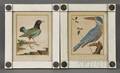 Franoise Nicolas Martinet French 17251804 Lot of Eight Handcolored Ornithological Prints