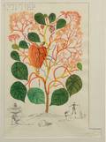 Salvador Dal Spanish 19041989 Begonia