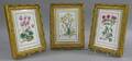 Set of Three Framed Royal Worcester Transfer Decorated Botanical Studies Porcelain Plaques