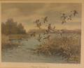 Framed Print Pintails Coming In