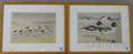 Pair of Framed Rex Brasier Waterfowl Prints