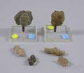 Six Small Carved Stone Fragments Fetishes and Artifacts