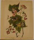Reproduction JJ AudubonHavell Black and Yellow Warbler Print