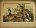 Reproduction Audubon Mallard Duck Collotype Print
