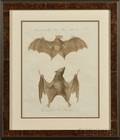 Three German Handcolored Engravings of Bats
