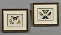 Set of Four Dutch Handcolored Lepidopterous Engravings