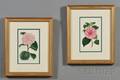 Set of Six English Handcolored Botanical Engravings