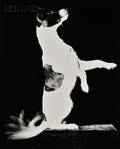 Harold Eugene Edgerton American 19031990 Untitled Happy Terrier
