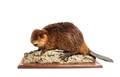 A Taxidermy Mount American Beaver