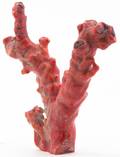 A Coral Speciman