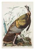 John James Audubon