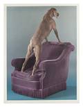William Wegman