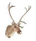 A Taxidermy Caribou Shoulder Mount