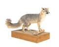 A Taxidermy Full Body Small Spotted Fox Mount