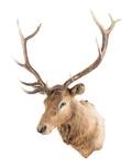A Taxidermy Elk Shoulder Mount
