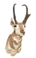A Taxidermy Pronghorn Antelope Mount