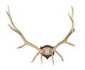 An Antler Mount