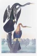 AUDUBON JOHN JAMES after AMSTERDAM EDITION