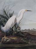 After John James Audubon