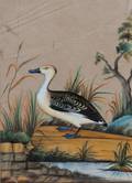 A Collection of Six Ornithological Paintings
