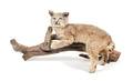 A Taxidermy Reclining Bobcat
