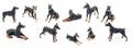 Eleven Models of Doberman Pinschers