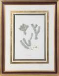 A Botanical Print
