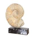 A Stone Fossil of an Ammonite