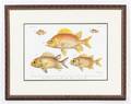 A Set of Four Ichthyological Prints